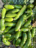 Salatalık