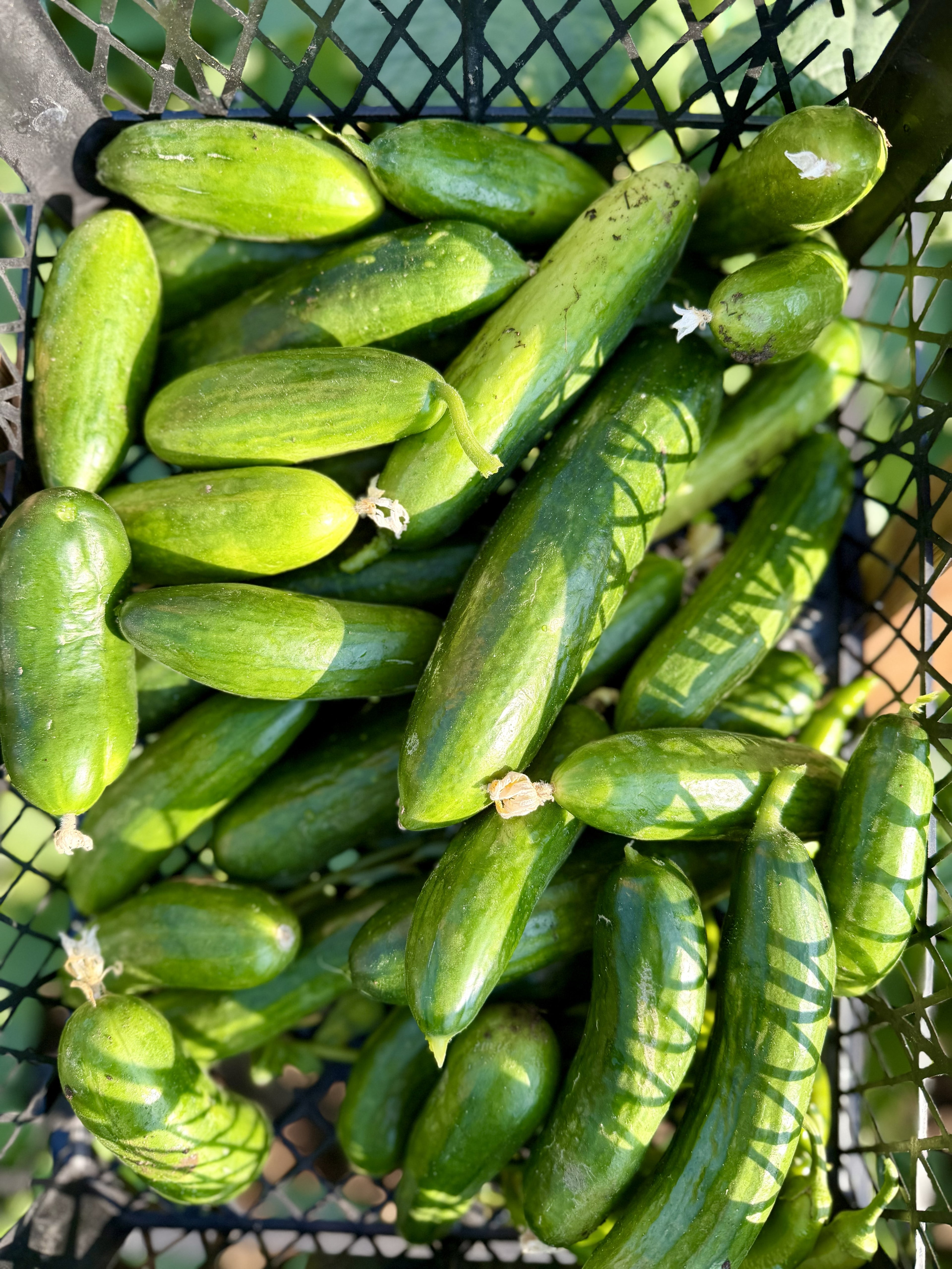 Salatalık